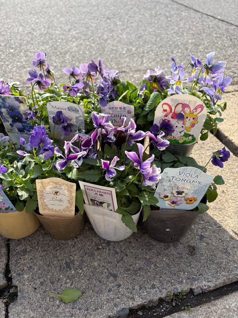 育種ビオラ10株セット福袋寄せ植えにブルーパープル系花苗