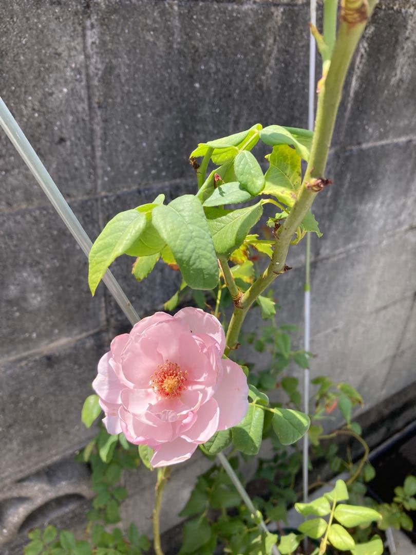 ミミ様確認用　バラ　苗