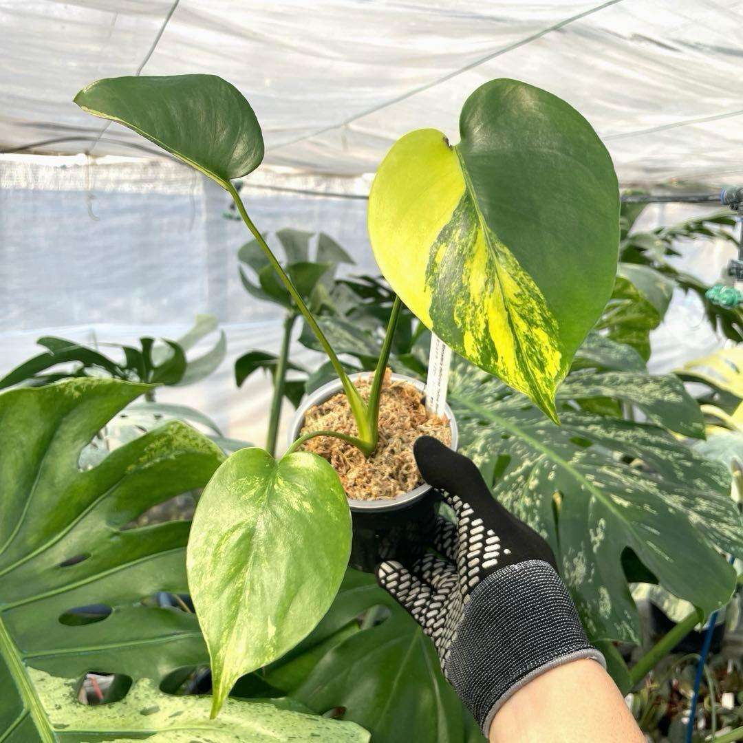 MG1 モンステラ　イエローマリリン　黄斑入り