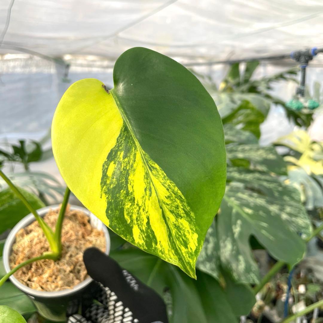 MG1 モンステラ　イエローマリリン　黄斑入り