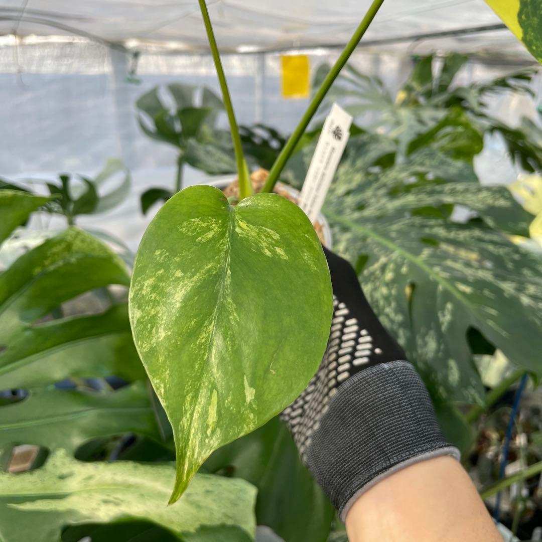 MG1 モンステラ　イエローマリリン　黄斑入り