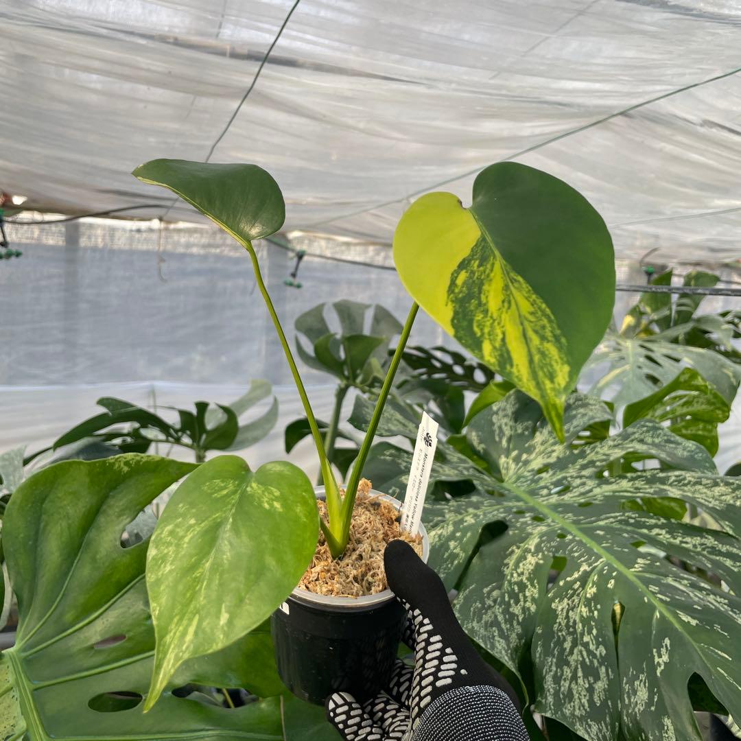 MG1 モンステラ　イエローマリリン　黄斑入り