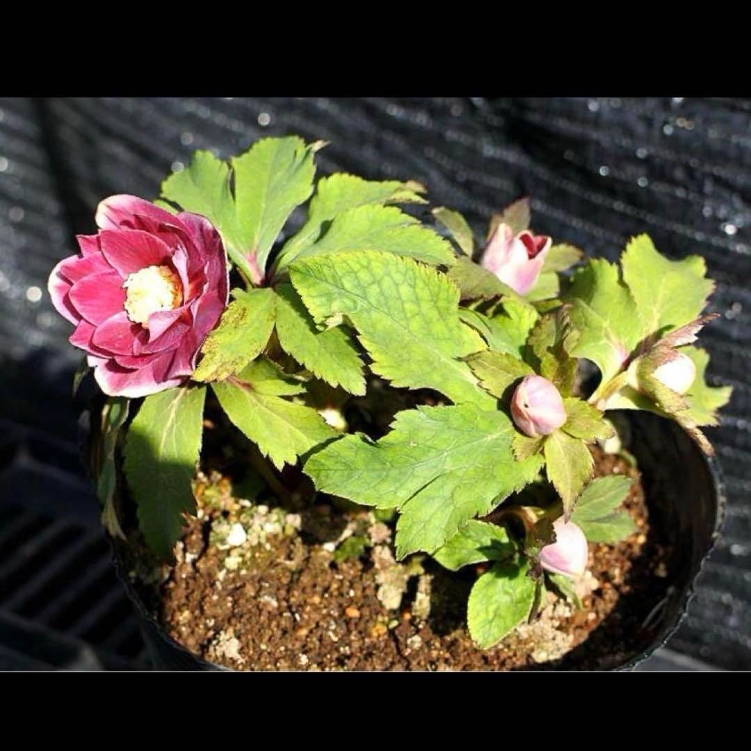 の*ん様 ❤️開花株❤️ワサワサ元気株❤️874❤️美発色❤️芳香❤️シルバーバ