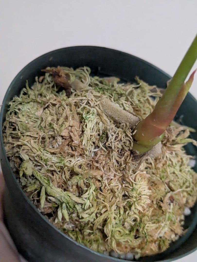 アンスリウム　デビリス　Anthurium debilis