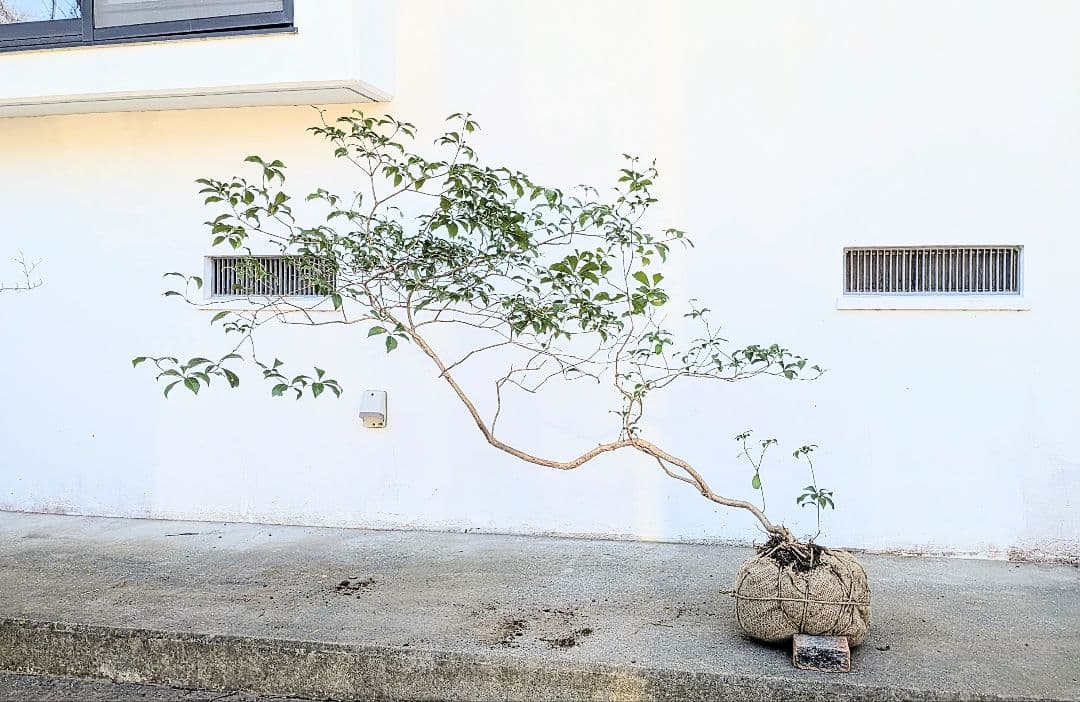 流れる美枝。山採りアセビ。