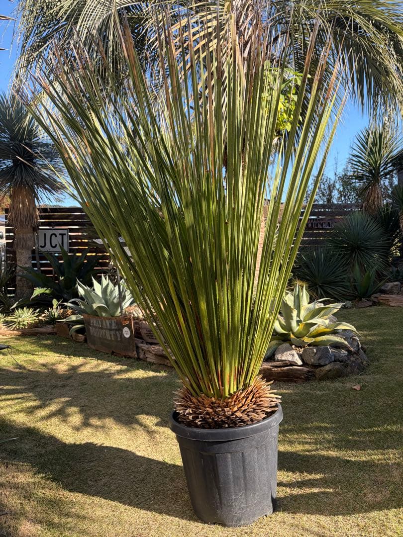 極耐寒性ダシリリオン　ミキワネンシス大株◇ドライガーデン多肉サボテン島アガベ南国