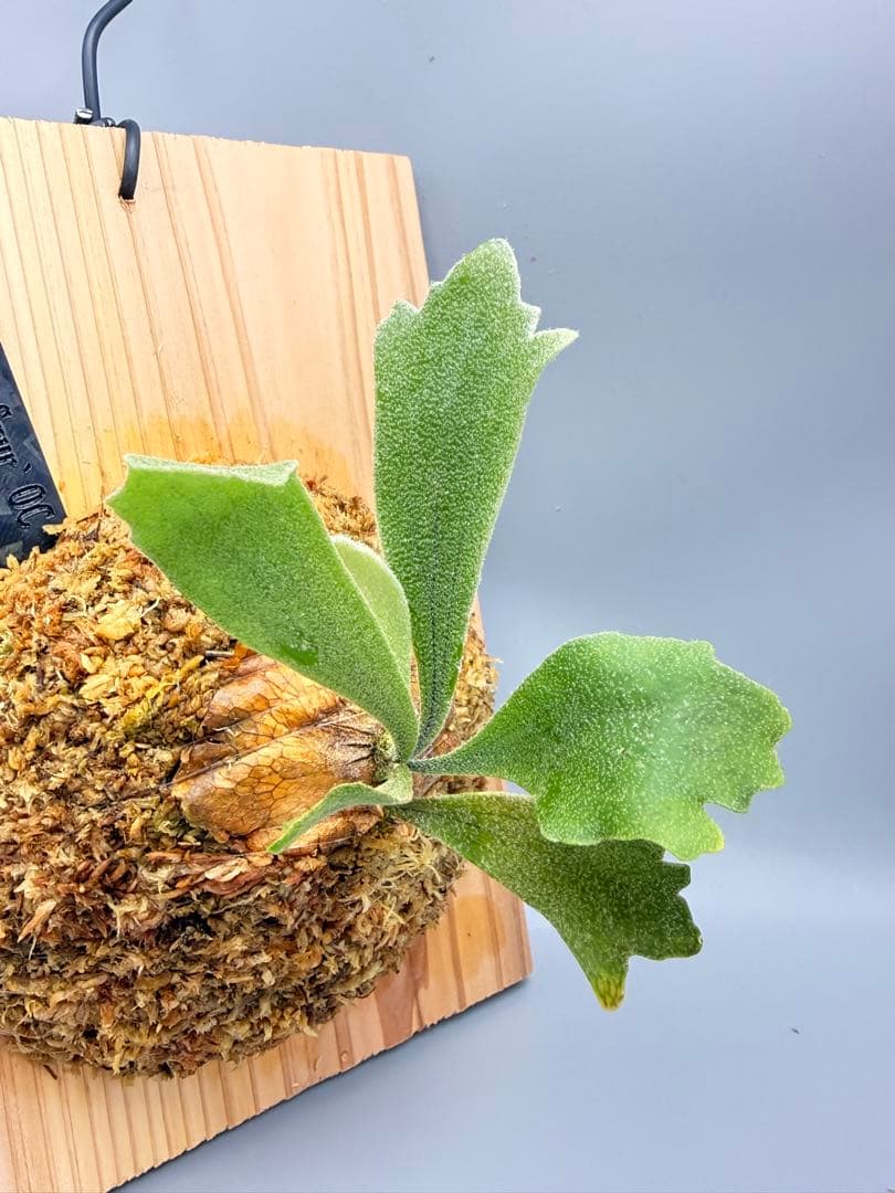 グレッチ　ビカクシダ　P. Willinckii 'Spur' pup