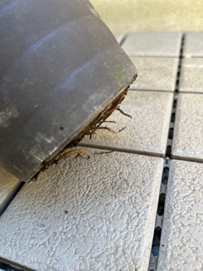 ご予約品　その2