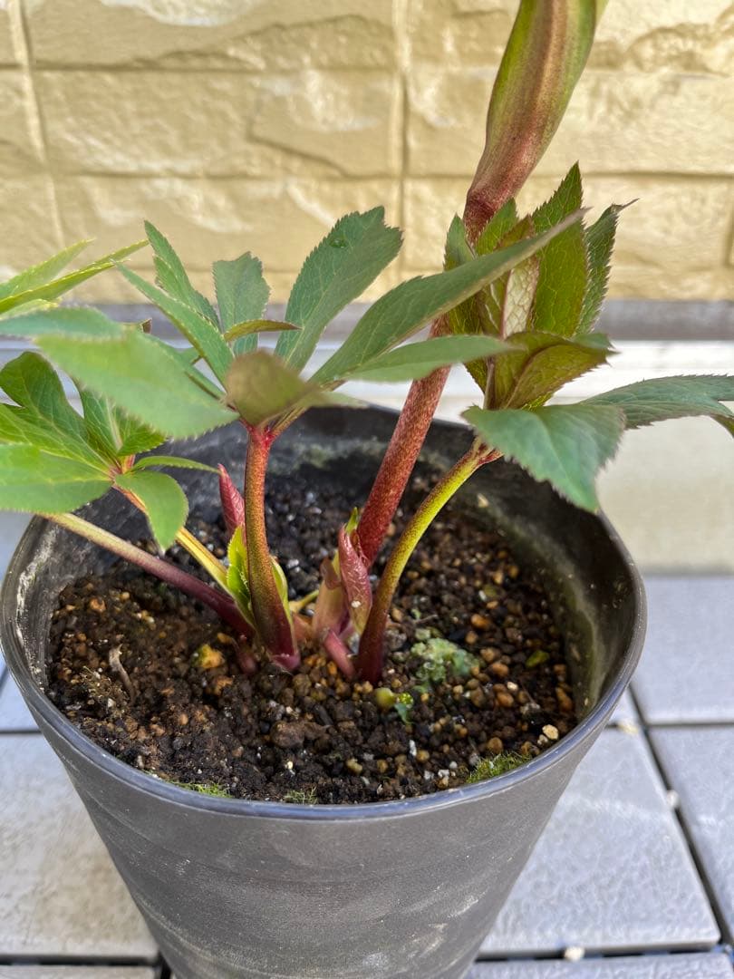 ご予約品　その2