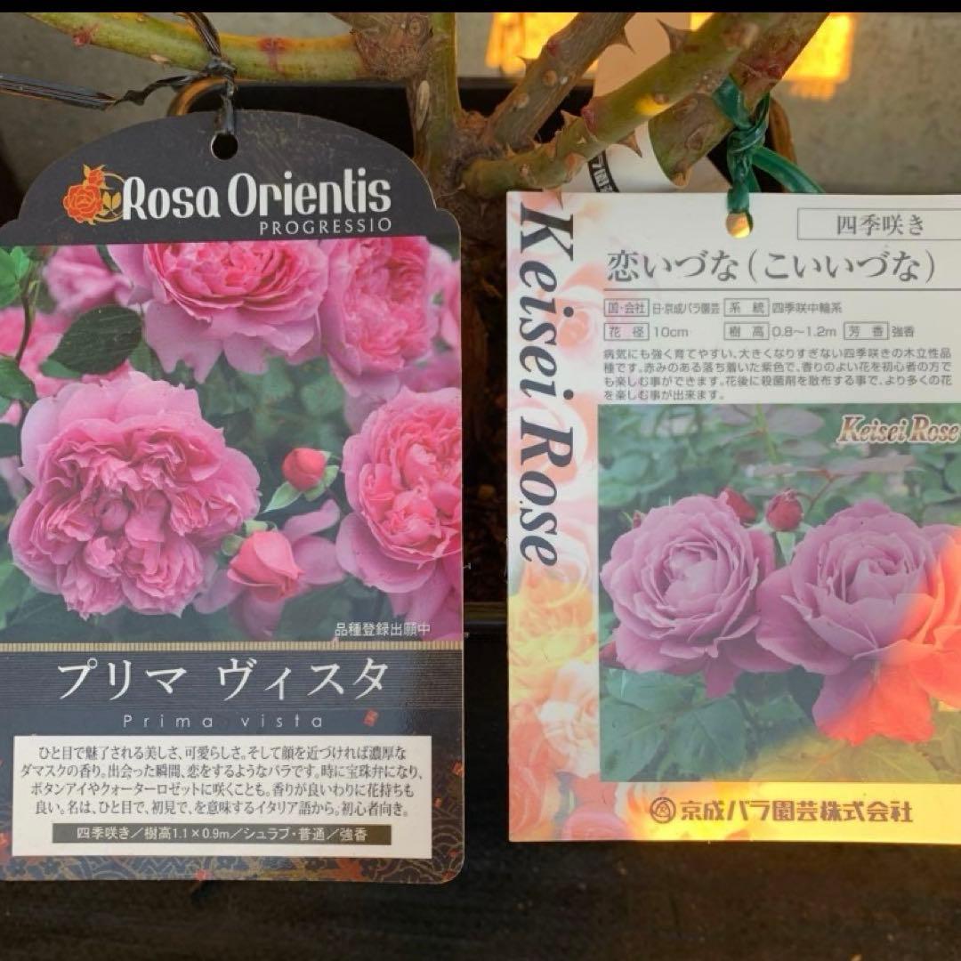 プリマ ヴィスタ&恋いづな &あいの風&フロレンティーナ バラ苗 抜き苗発送