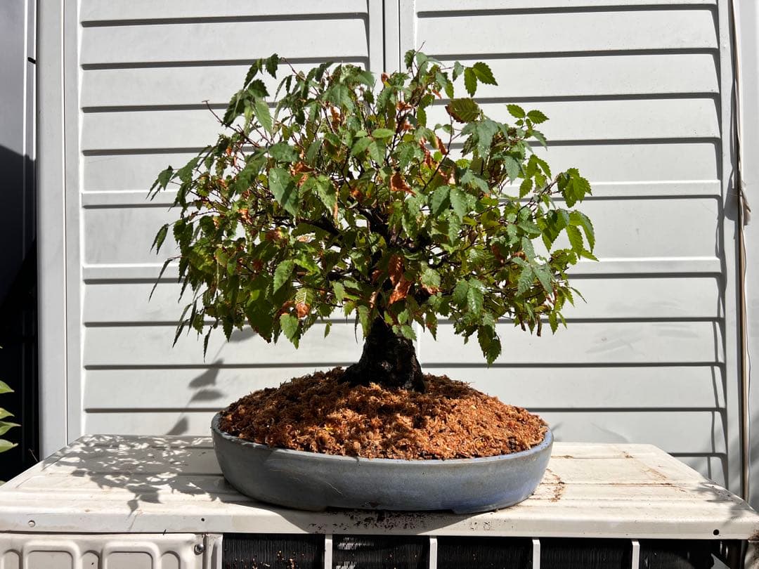 【極太】展示会向用　欅　ケヤキ　盆栽　真柏　黒松　赤松　五葉松