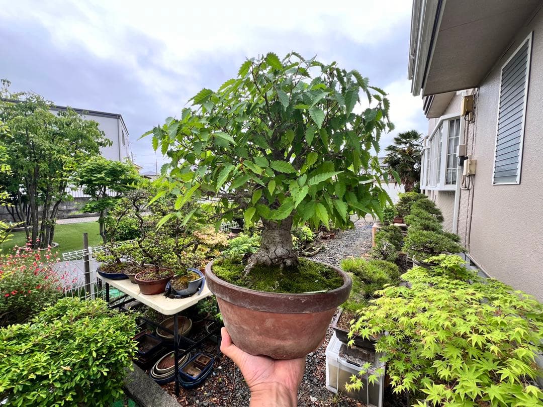 【極太】展示会向用　欅　ケヤキ　盆栽　真柏　黒松　赤松　五葉松