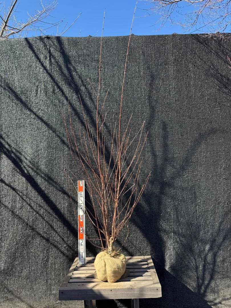 桂（カツラ）植木　庭木　【品番3547】