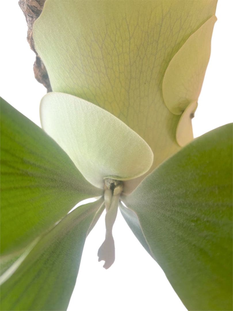 ビカクシダP.Tonkla DW'Shine Gloria' OC 子株付き