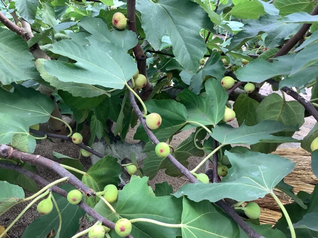 イチジク【蓬莱柿・ホウライシ】挿し穂枝【80サイズ箱に詰め放題】
