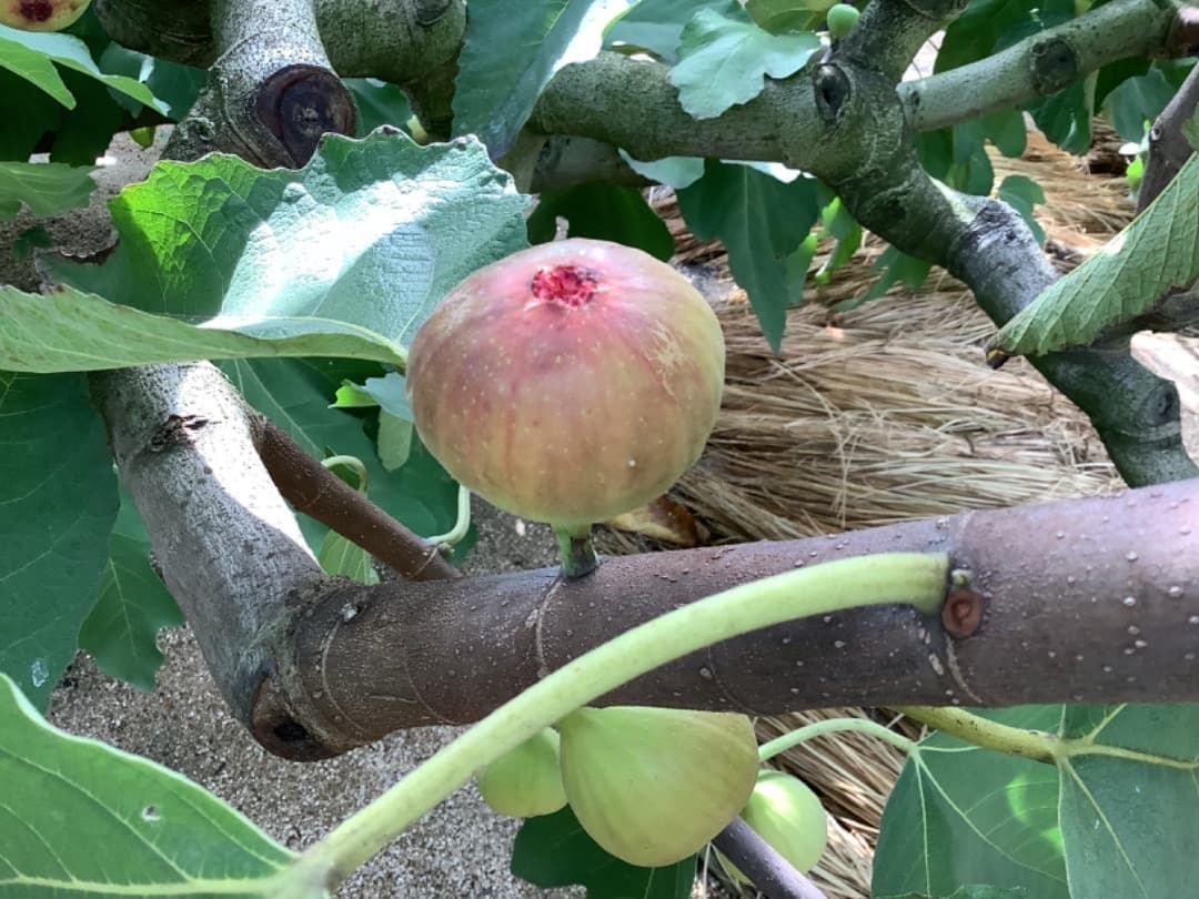 イチジク【蓬莱柿・ホウライシ】挿し穂枝【80サイズ箱に詰め放題】