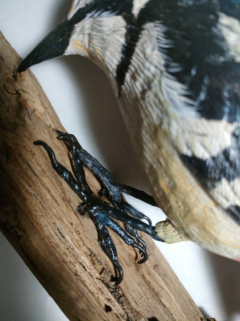 アカゲラ　バードカービング