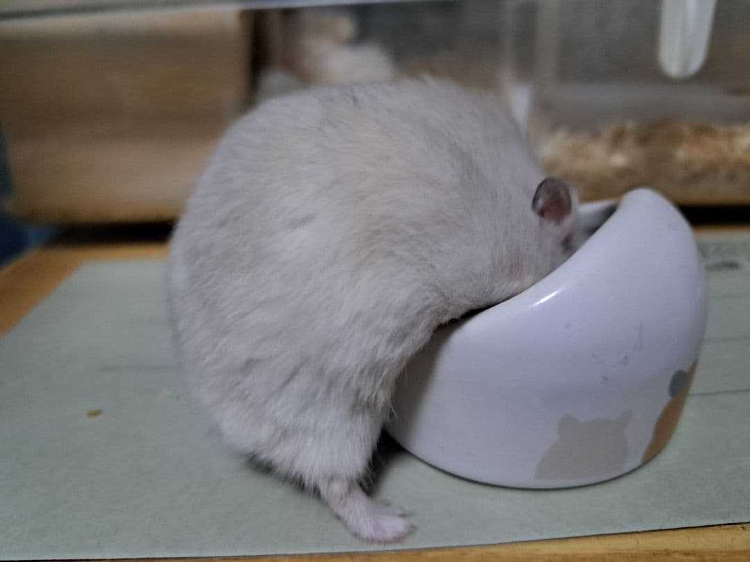確認用画像