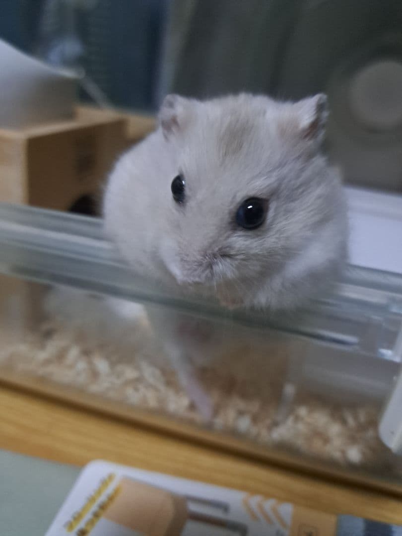 確認用画像