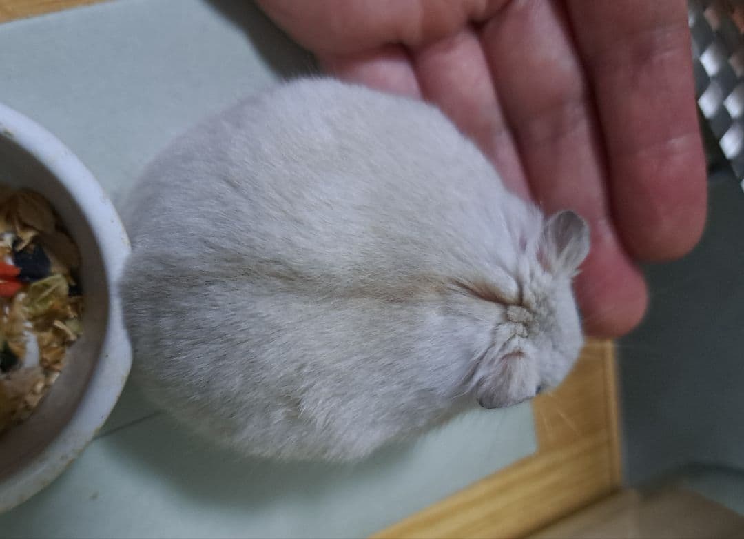 確認用画像