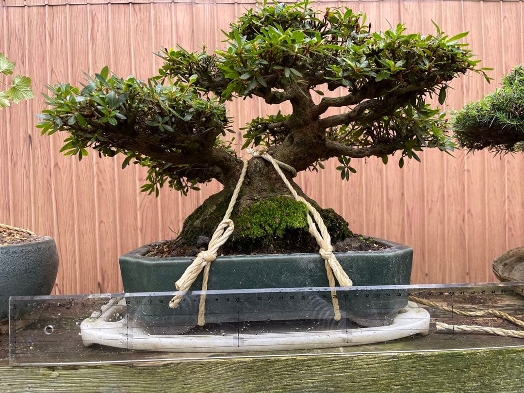 皐月