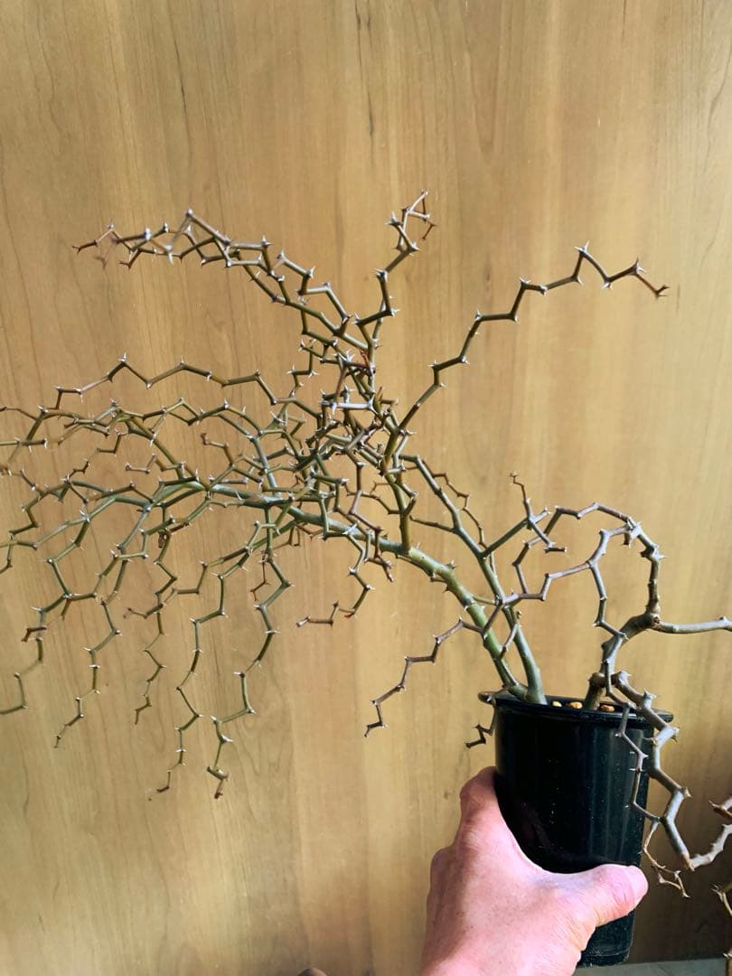 ジグザグの木