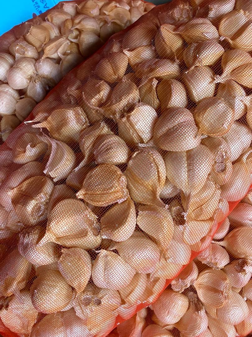 青森県バラにんにく20Kg大　加工オススメ