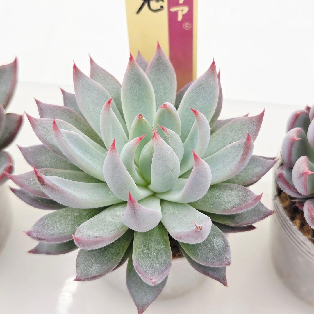 ㉞大きめ3鬼! 桜鬼❣️青鬼❣️赤鬼❣️発根済み おらいさん苗 メルカリ便送料込