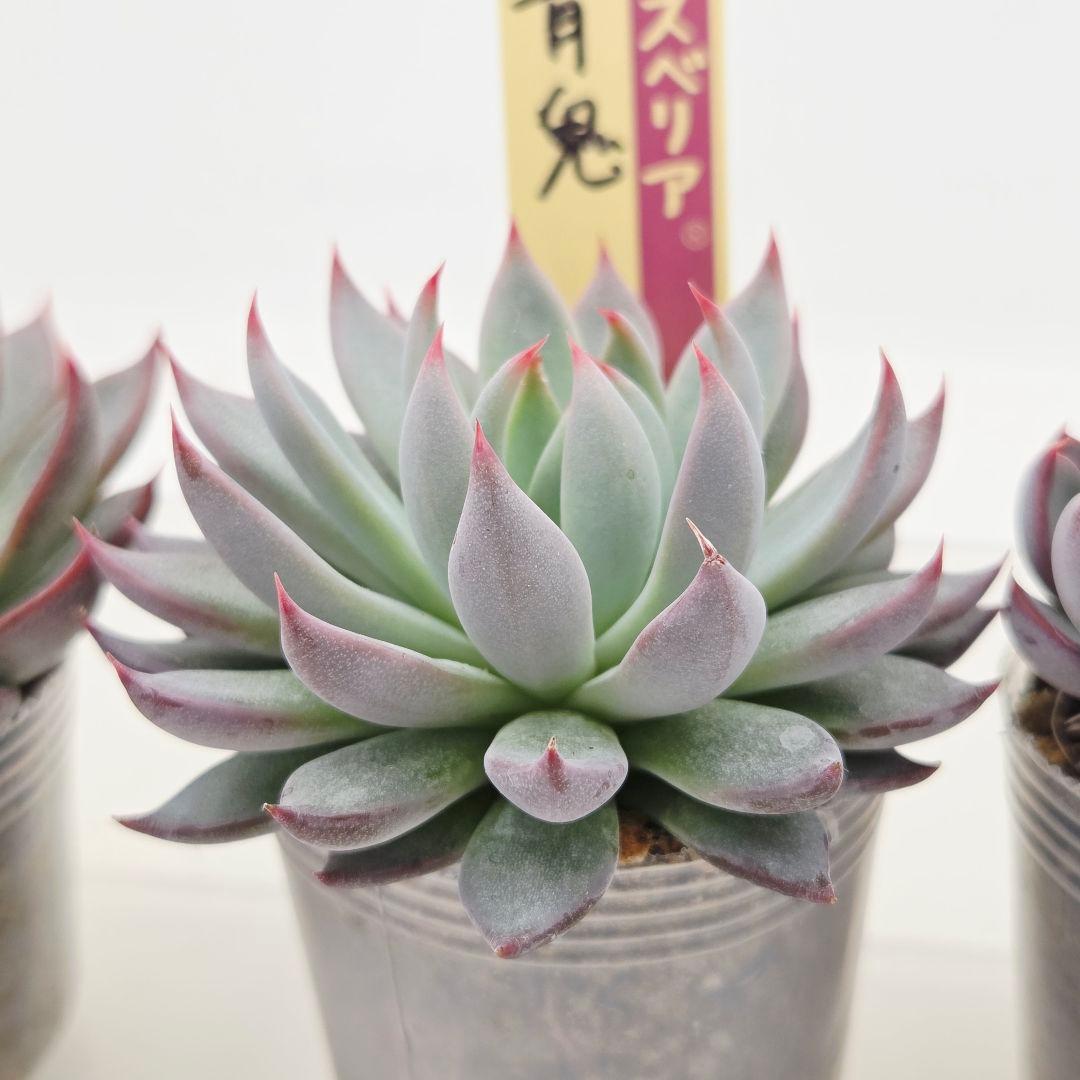 ㉞大きめ3鬼! 桜鬼❣️青鬼❣️赤鬼❣️発根済み おらいさん苗 メルカリ便送料込