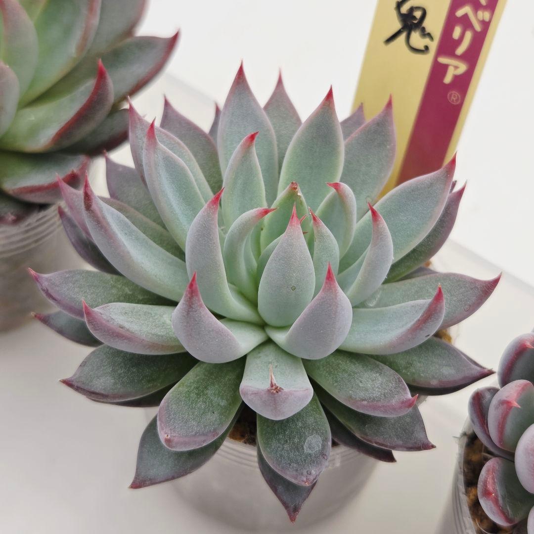 ㉞大きめ3鬼! 桜鬼❣️青鬼❣️赤鬼❣️発根済み おらいさん苗 メルカリ便送料込