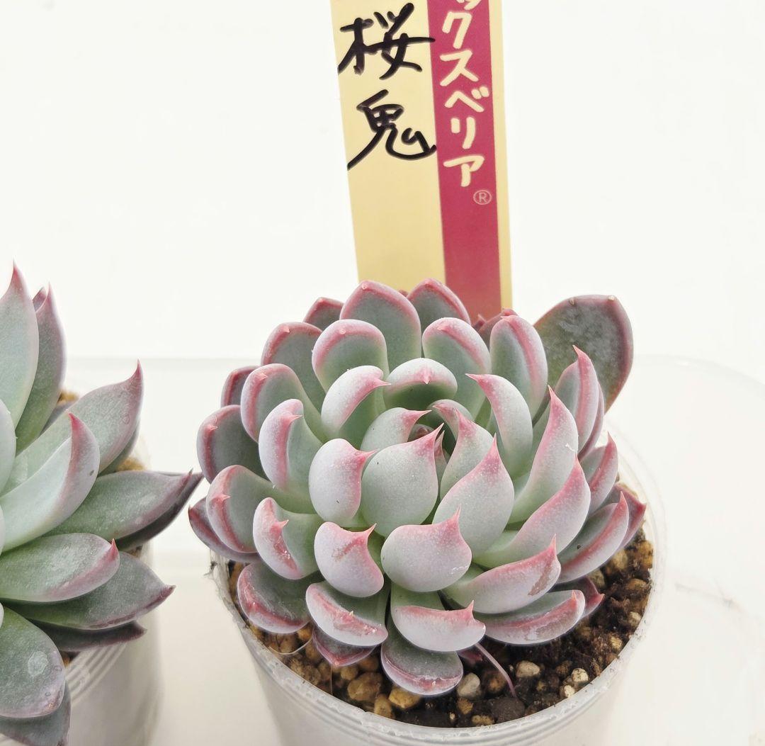 ㉞大きめ3鬼! 桜鬼❣️青鬼❣️赤鬼❣️発根済み おらいさん苗 メルカリ便送料込