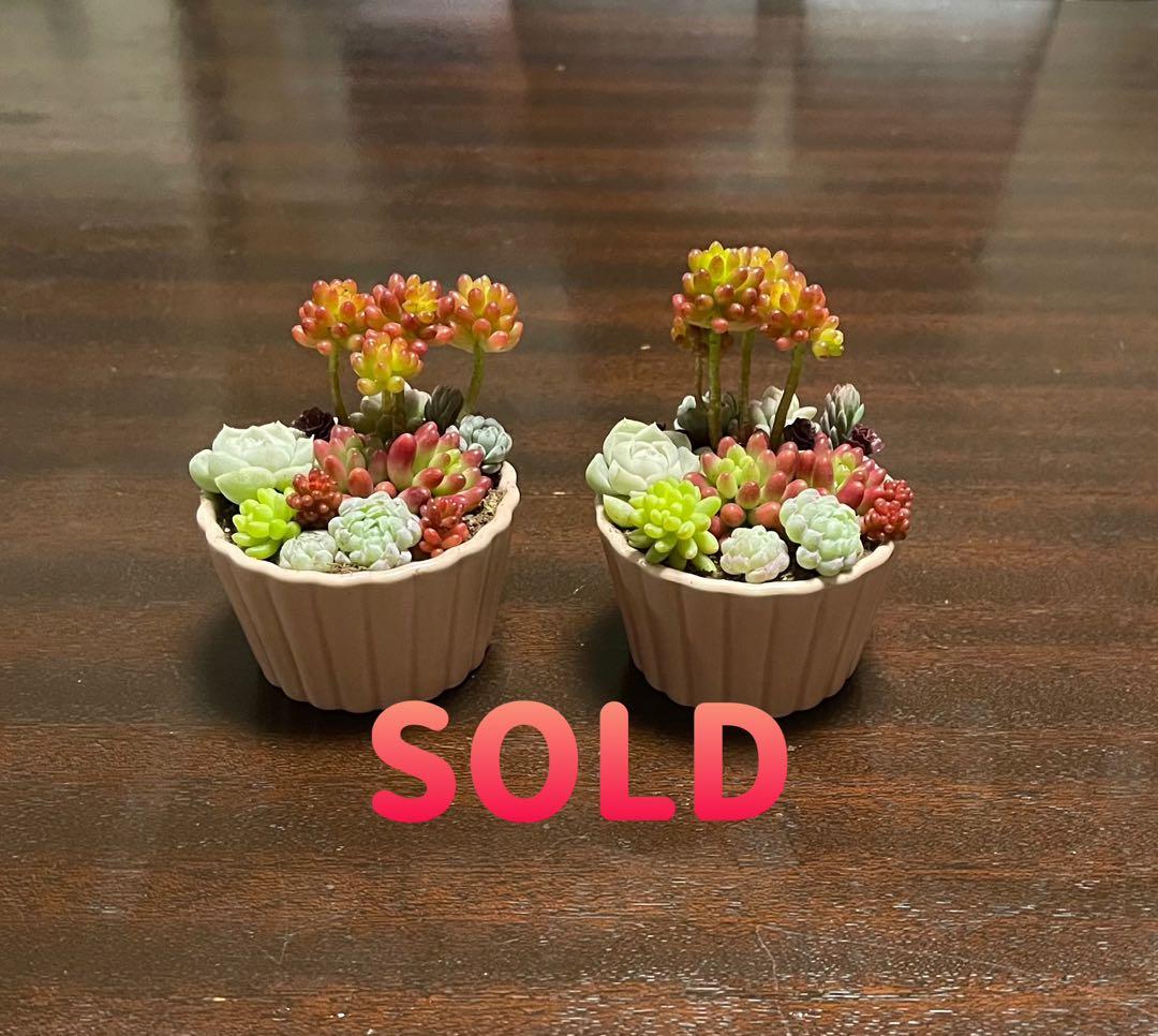 多肉植物 寄せ植え そのまま飾れるココット鉢(*ˊᵕˋ*)੭ ੈピンクNo.2