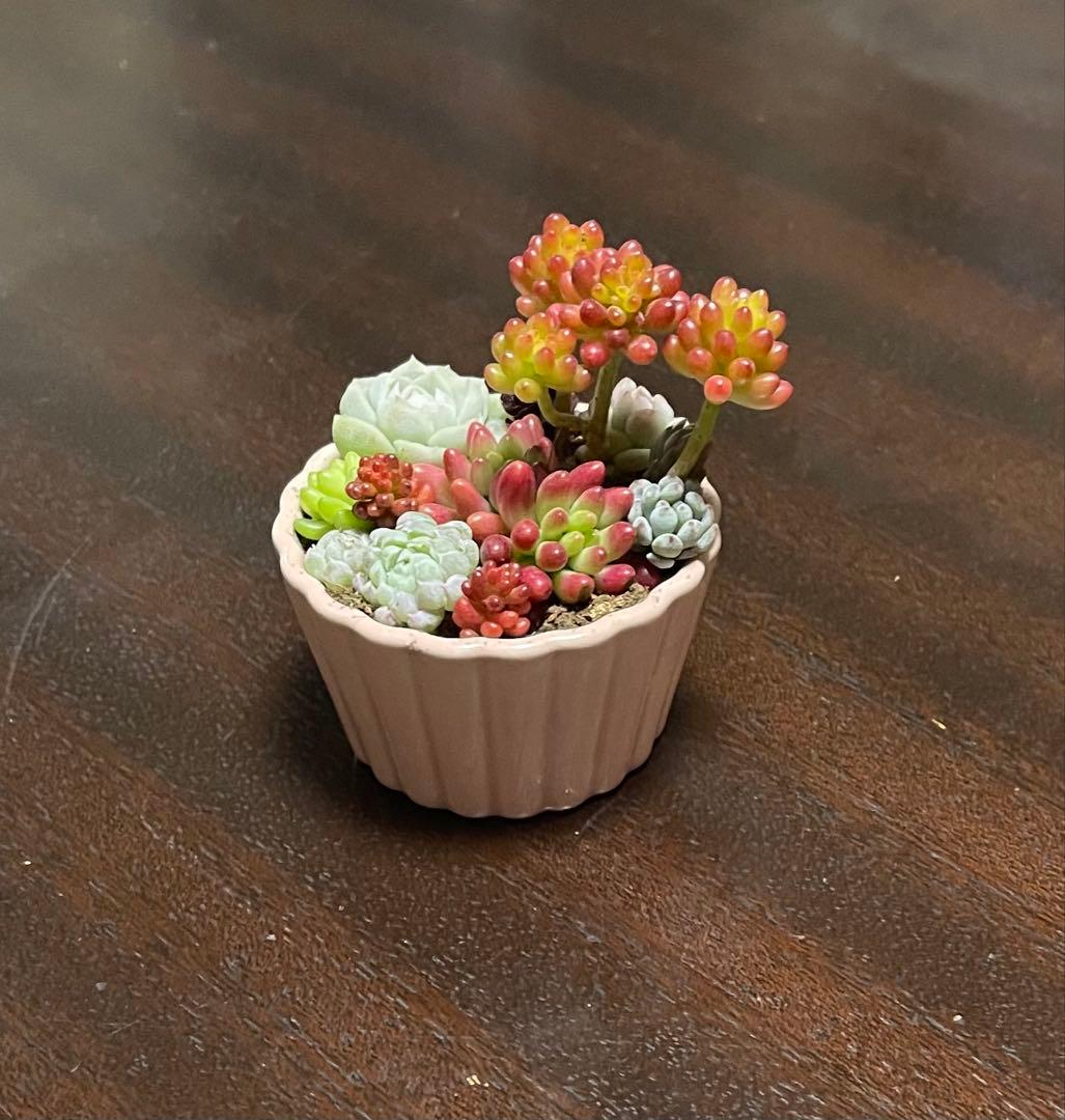 多肉植物 寄せ植え そのまま飾れるココット鉢(*ˊᵕˋ*)੭ ੈピンクNo.2