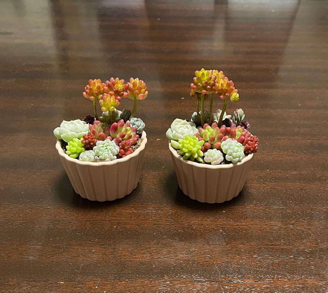 多肉植物 寄せ植え そのまま飾れるココット鉢(*ˊᵕˋ*)੭ ੈピンクNo.2