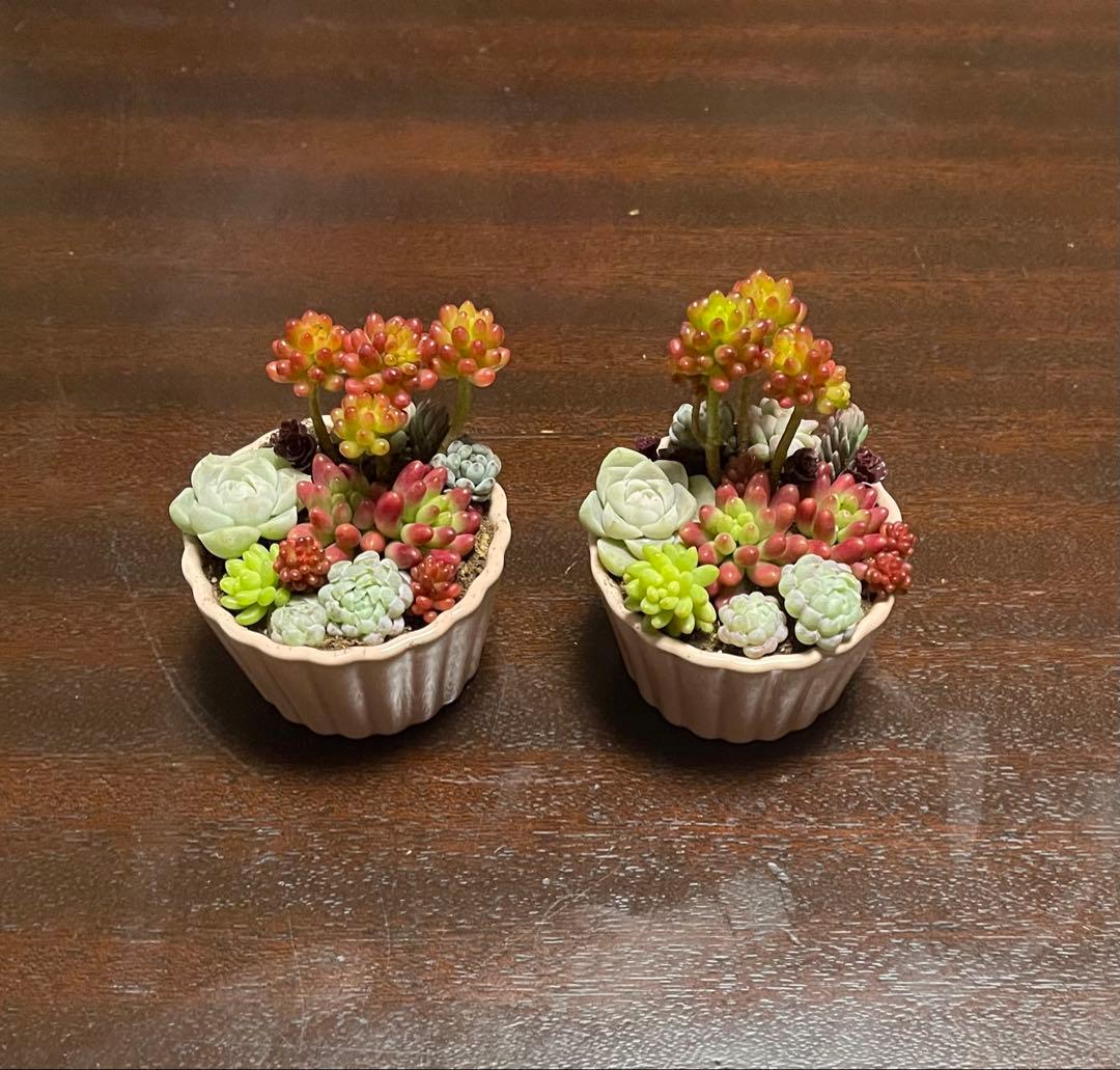 多肉植物 寄せ植え そのまま飾れるココット鉢(*ˊᵕˋ*)੭ ੈピンクNo.2