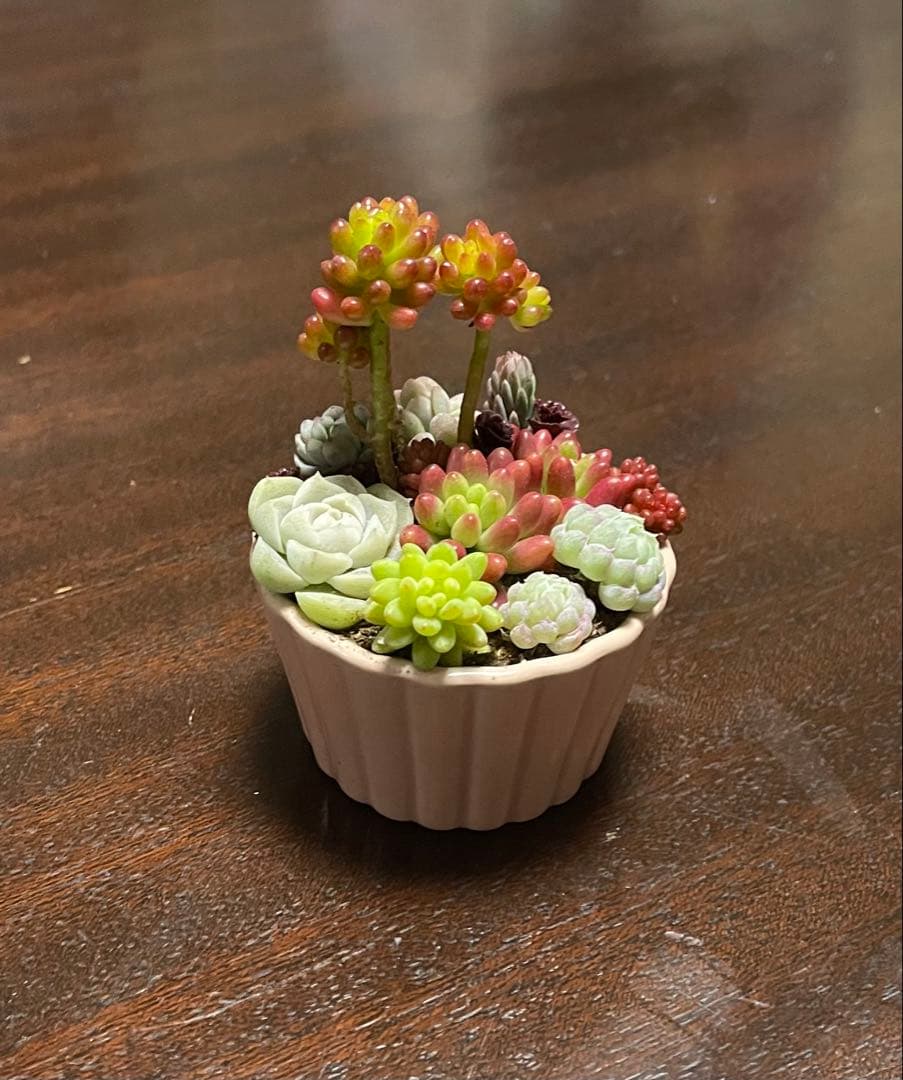 多肉植物 寄せ植え そのまま飾れるココット鉢(*ˊᵕˋ*)੭ ੈピンクNo.2