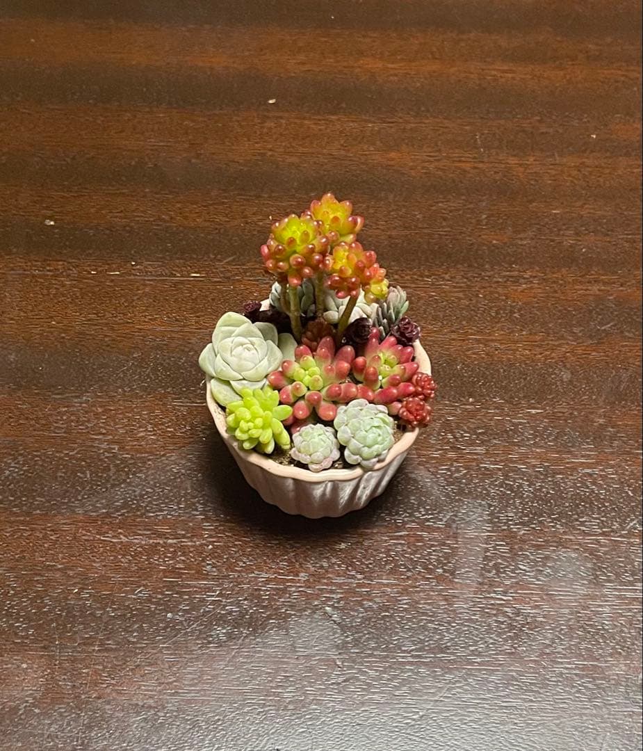 多肉植物 寄せ植え そのまま飾れるココット鉢(*ˊᵕˋ*)੭ ੈピンクNo.2