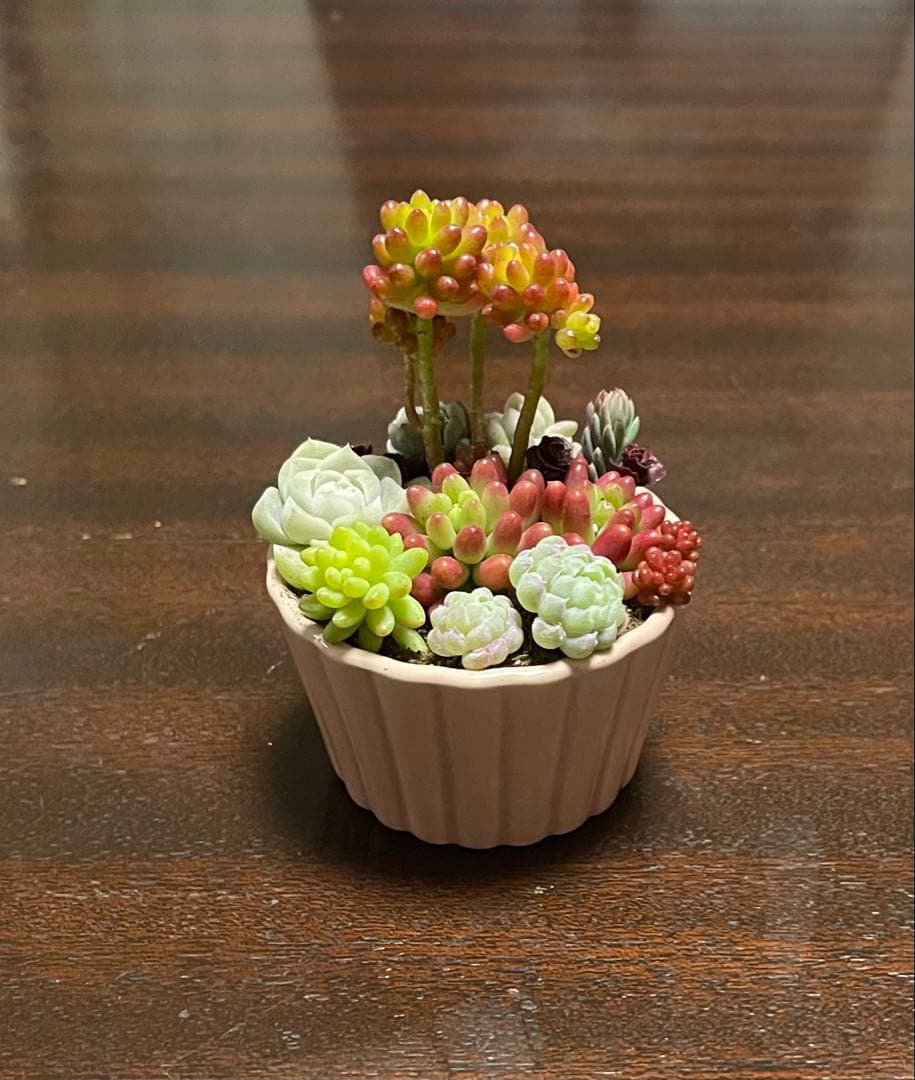 多肉植物 寄せ植え そのまま飾れるココット鉢(*ˊᵕˋ*)੭ ੈピンクNo.2