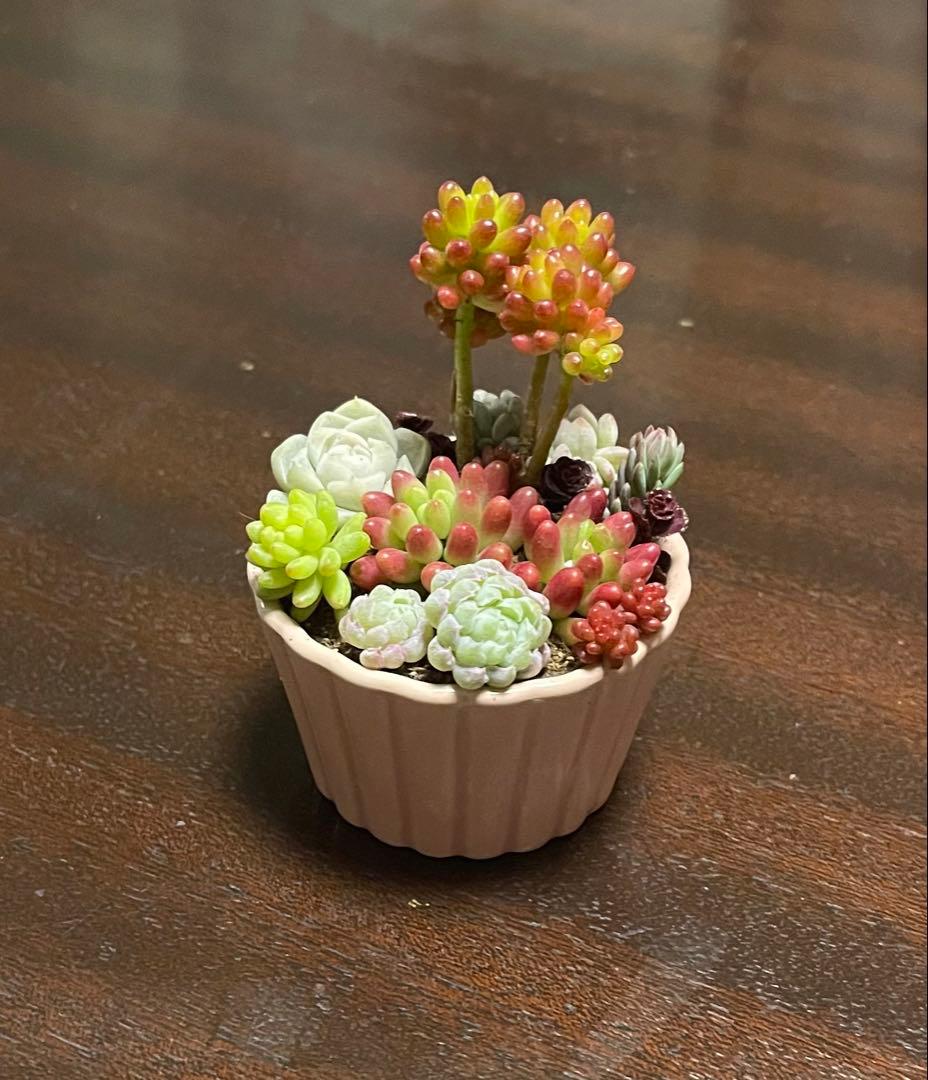 多肉植物 寄せ植え そのまま飾れるココット鉢(*ˊᵕˋ*)੭ ੈピンクNo.2
