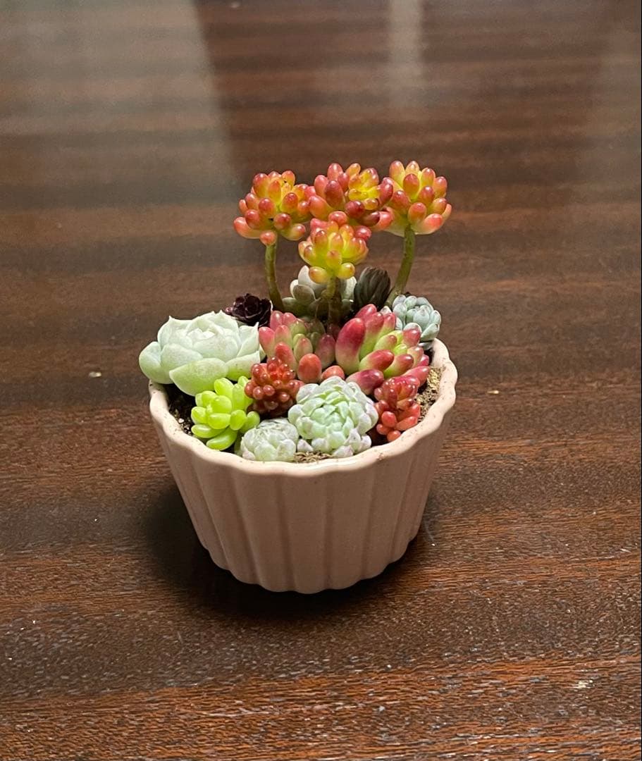 多肉植物 寄せ植え そのまま飾れるココット鉢(*ˊᵕˋ*)੭ ੈピンクNo.2