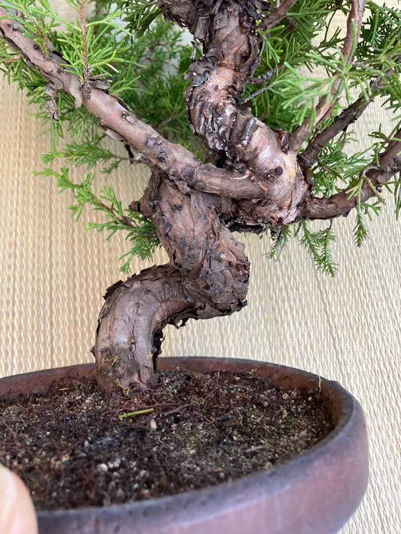 真柏盆栽素材荒木C
