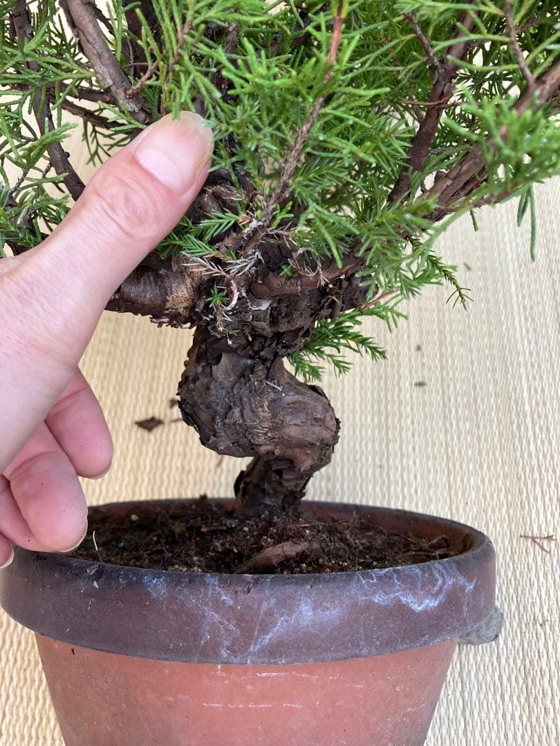 真柏盆栽素材荒木C