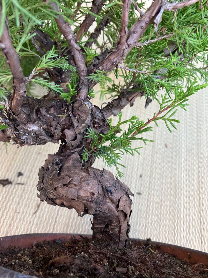 真柏盆栽素材荒木C