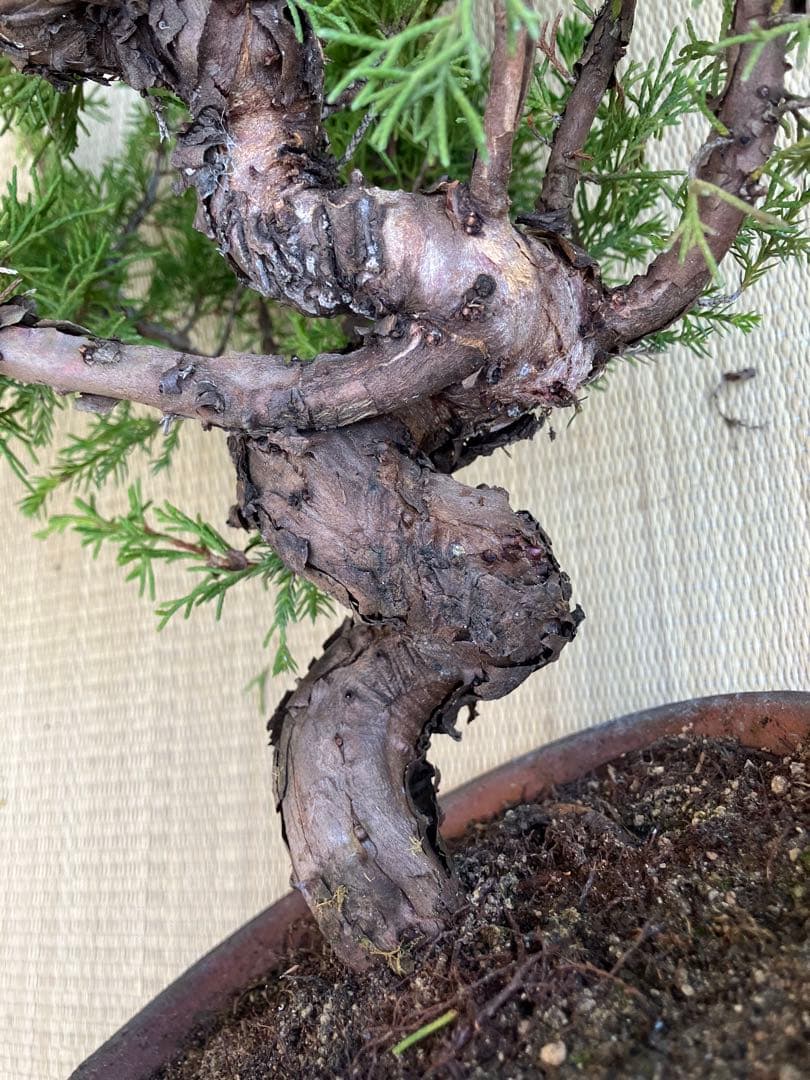 真柏盆栽素材荒木C
