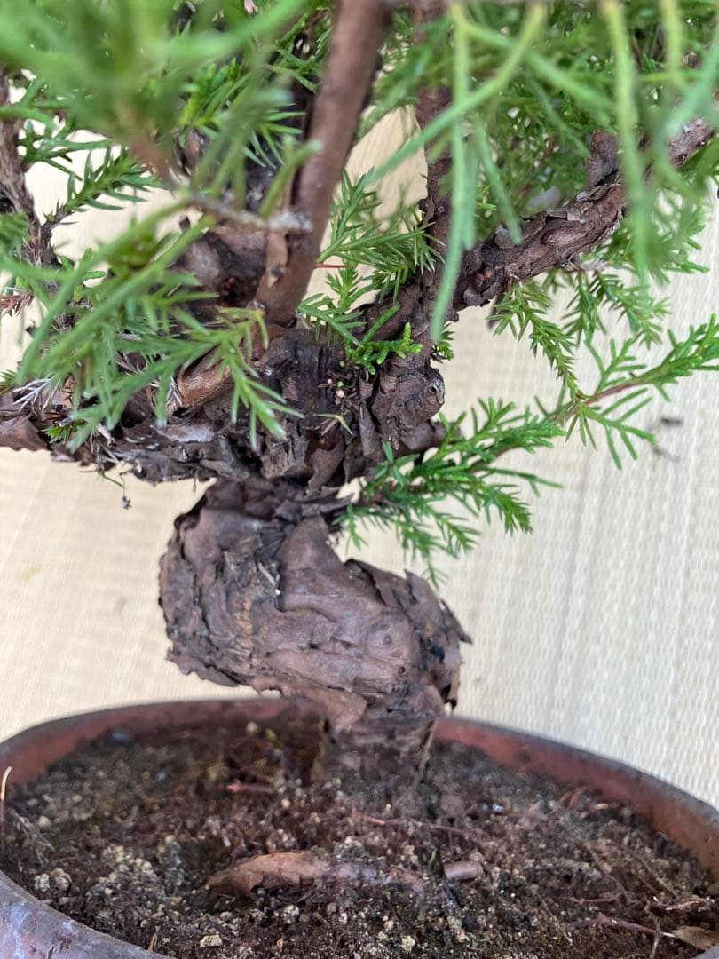 真柏盆栽素材荒木C