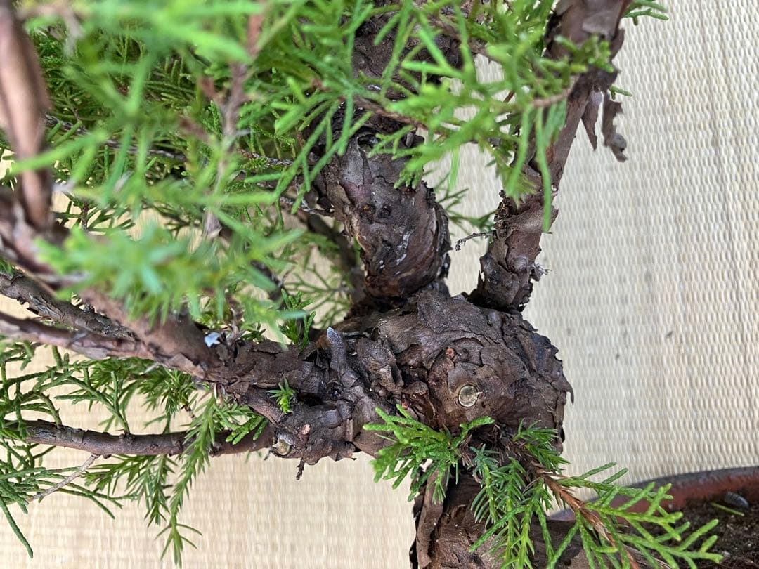 真柏盆栽素材荒木C