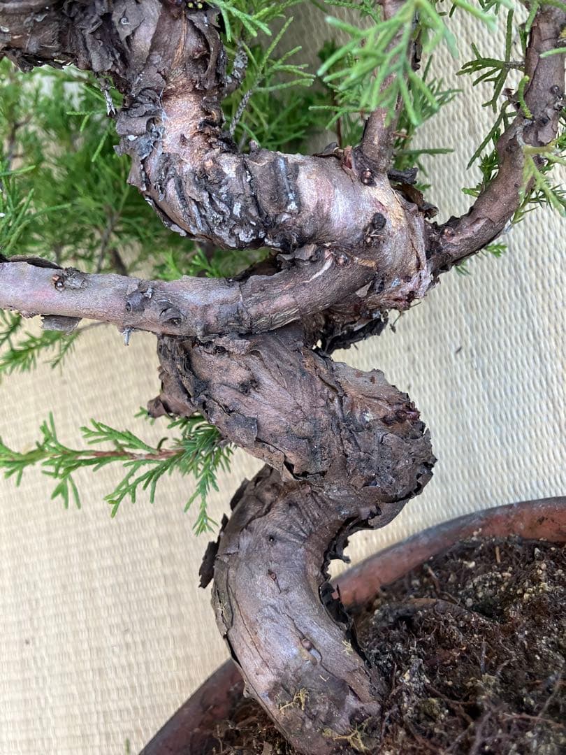 真柏盆栽素材荒木C