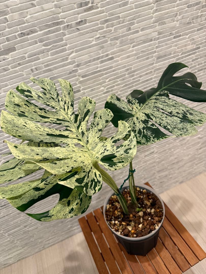 希少 モンステラ ベトシオーサ/バルバソウ