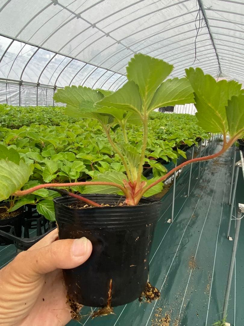 いちご苗　さちのか　9cmポット　200株