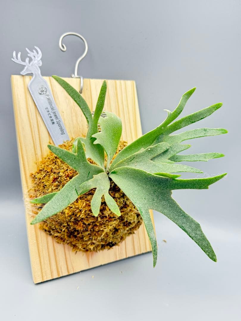 アキヒロ　極大超美品　ビカクシダ P.willinckii Jewel